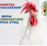 Высокопатогенный грипп птиц - Верхнебуреинский район
